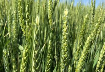 La Nina Arrives as U.S. Wheat, S. American Corn Planting Begin 