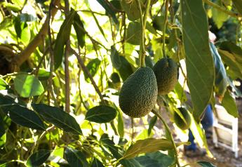 California avocado volume ample as season starts