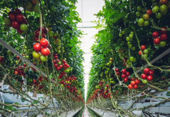 Calavo boosts tomato greenhouse acreage by 25%