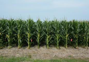 Reconsidering USDA’s Corn Projections