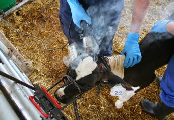 Sources of pain for animals can include castration, tail docking, dehorning/disbudding or branding. 