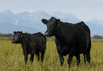 A letter to members of the American Angus Association announces the resignation of its CEO.