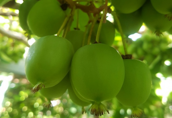 Giumarra Wenatchee’s fourth New Zealand kiwiberry season launches