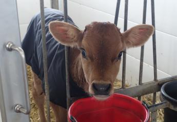 Don’t Let These 3 Colostrum Myths Bust Your Calves