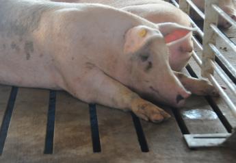 African Swine Fever is Not Under Control, Suderman Says