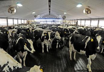 Wisconsin Dairy Farmers Lean on Creativity, Innovation