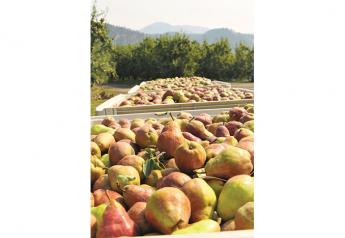 Northwest pear shippers adjust to pandemic