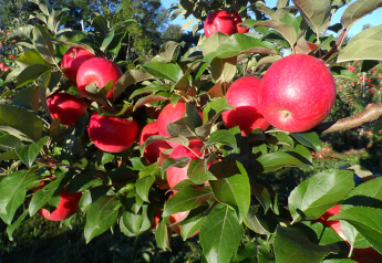 Eastern apple growers look for easier H-2A program