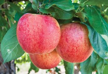Organic apple sales continue to blossom in Washington