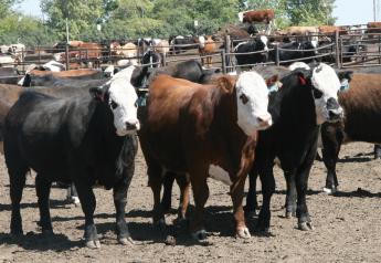 Fed Cattle Lower, Beef Prices Spike To Record Highs
