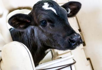In a Pinch, Dump Milk can be Fed to Calves