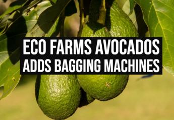 Eco Farms Avocado adds bagging machines