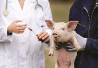 Sick pigs are often easy to spot, but determining the disease or ailment is often not. 