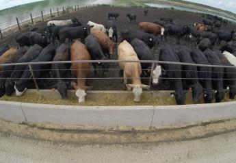 Profit Tracker: Cattle Feeding Margins Slowly Improve