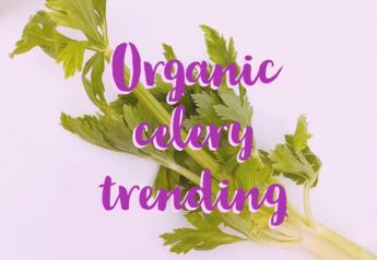 Organic celery trending