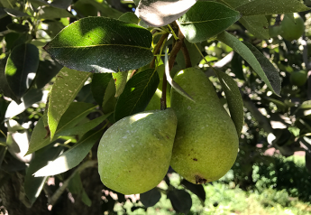 Northwest pear crop estimate bumped up