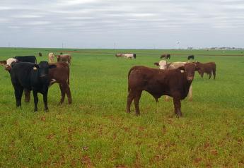 Wheat grazing