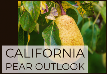 Outlook's strong for California pears