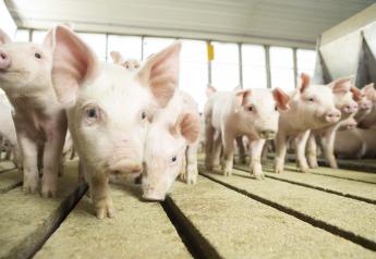 Cash Feeder Pig Prices Average $69.07, Down $6.41 Last Week