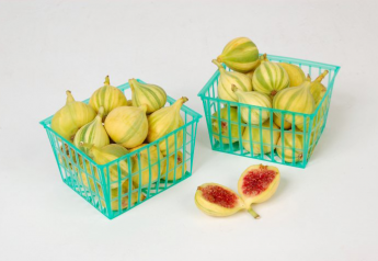 One of Stellar Distributing’s growers controls about 90% of tiger fig production.
