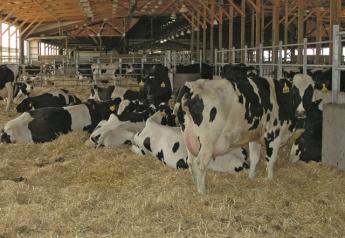 Fresh Cow Ketosis Tests Pay Back Big