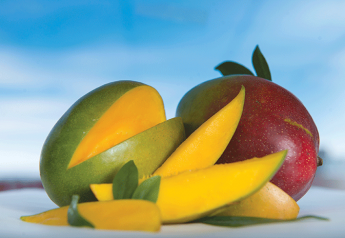 Morning Kiss Organic supplies mangos year-round
