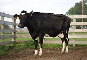 A cow naturally infected with M. avium subspecies paratuberculosis that is in the late stages of disease and has typical clinical signs such as weight loss, watery diarrhea, and general poor health. This cow is part of a study herd used in research on Johne’s disease at the National Animal Disease Center, Ames, Iowa.