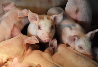 Mitsubishi Distances Itself From ‘How To Steal Pigs’ Program
