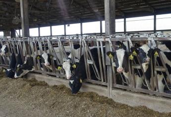 Early Breeding of Heifers May be Weighing You Down