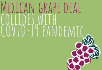 Mexican grape deal collides with COVID-19 pandemic
