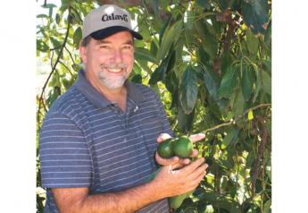 California avocado crop rebounds