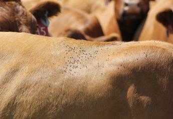 Fly control needs to be considered whether in a dry lot or grazing.