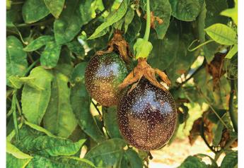 Specialty tropical fruit demand picks up