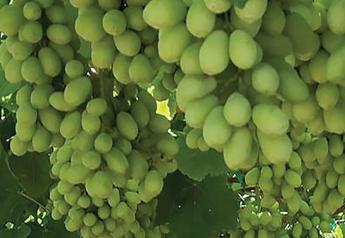 New grape varieties continue to alter grape landscape