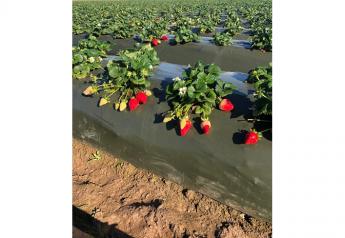 California Giant strawberry season to see heavy volume