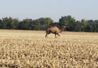 On Sept. 30, Macon Country Sheriff's office in central Illinois had unique task of rounding up a camel.