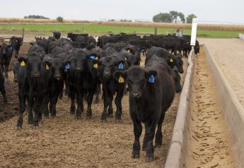 Feeder cattle sold uneven