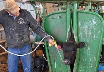 Fall Parasite Control Benefits Beef and Dairy Cattle