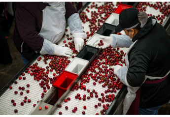 California cherry growers focus on COVID-19 precautions