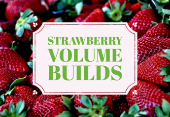 Strawberry volume builds