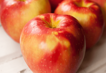 SweeTango apple growers optimistic about 2018 crop