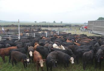 The Balance of This U.S. Cattle Inventory Cycle May be Unusual