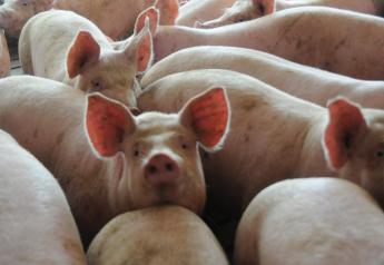 Bulgarian Pig Farmers Balk at Order to Cull Pigs to Prevent ASF