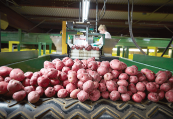 Potato volume dips, but adequate supplies remain