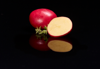 RPE’s new red potato a ‘stunner’