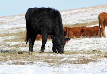 New NCBA Webinar: Winter Supplementation for Your Herd