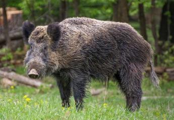 Germany Installs Electric Fencing to Deter Wild Boars at Border