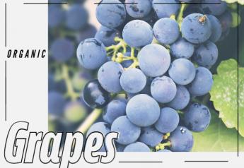 Organic grapes continue to trend upward for many growers