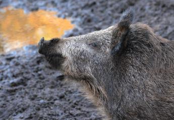 African Swine Fever Strikes Germany, Europe's Largest Pork Producer