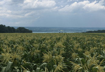 Turek Farm gears up for New York sweet corn